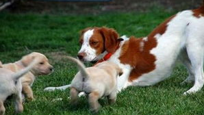 犬弓形虫要如何预防？病因是什么？