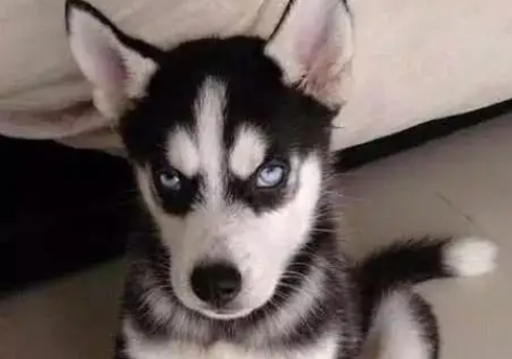 二哈智商高不高？答案令人诧异