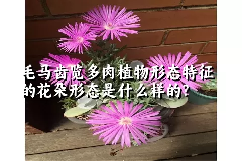 毛马齿览多肉植物形态特征的花朵形态是什么样的?