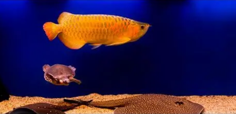 鱼缸水质跌酸怎么办？一个办法教你稳定PH，还能补充微量元素！