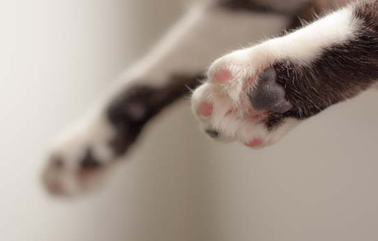 英短蓝猫有攻击性吗，铲屎官们可不要掉以轻心