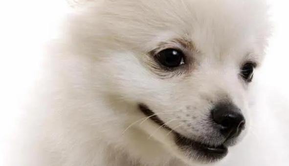 狗狗缺钙怎么办，补钙吃什么好？