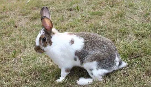 不知道云南花兔可以养几年?看这里! 不知道云南花兔可以养几年?看这里!