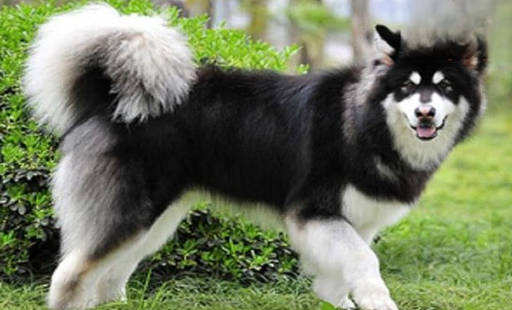 狗狗咳嗽的诊断和治疗,学会合理用药,在家也能做雾化 狗狗咳嗽的诊断和治疗,学会合理用药,在家也能做雾化