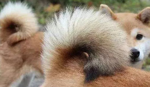 小柴犬多大尾巴才变？涨知识啦！