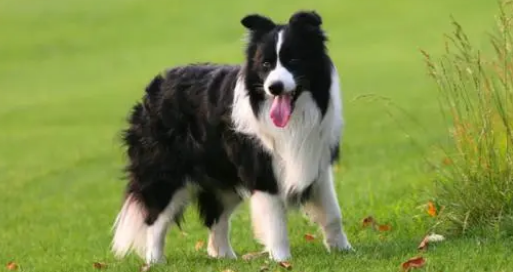 狗粮什么时候换合适？来看看这篇文章吧