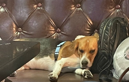 狗狗可不可以去KTV?来了解下吧 狗狗可不可以去KTV?来了解下吧