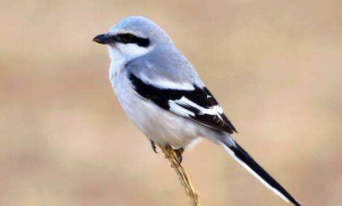 灰伯劳鸟多少钱一只？价格竟这么便宜