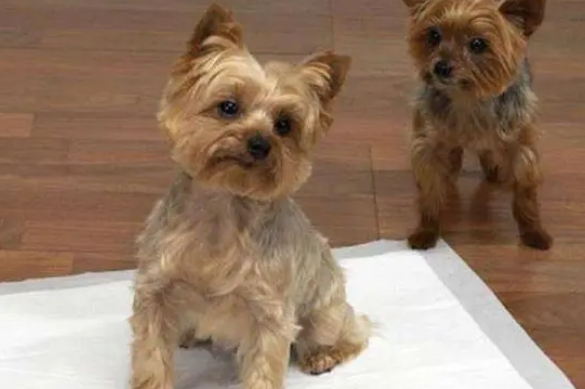 狗狗尿垫怎么选?不会选的赶紧看过来吧,实用又简单 狗狗尿垫怎么选?不会选的赶紧看过来吧,实用又简单