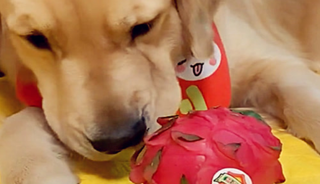 狗能吃火龙果吗白心的？不吃皮就行