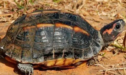 三龙骨龟是保护动物吗？看这里！