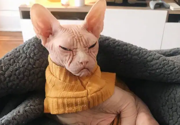 加拿大无猫毛为什么没有毛？感兴趣的可以来了解下