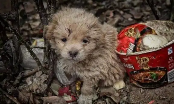 被遗弃的狗不要养是什么原因，你们知道吗？