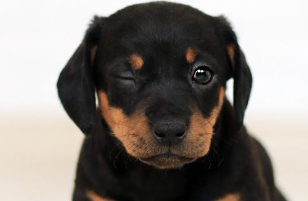 黑狼犬可以吃剩菜剩饭吗？喂养须知~