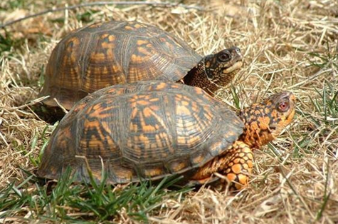 卡罗莱纳箱龟冬眠吗?感兴趣的龟友可以了解一下! 卡罗莱纳箱龟冬眠吗?感兴趣的龟友可以了解一下!