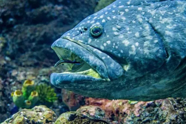 容易忽略的导致鱼缸水质TDS升高的因素有哪些？