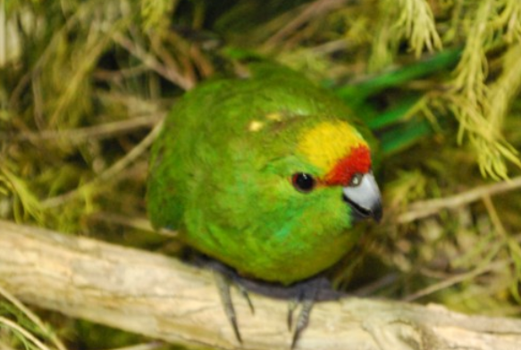 今日科普:黄额鹦鹉是什么动物 今日科普:黄额鹦鹉是什么动物