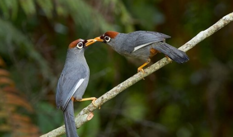 灰头牡丹鹦鹉形态特征咋样？鸟友们看这里