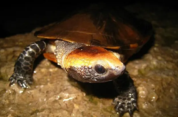 红头蛇颈龟多少钱？想养的人来看看吧