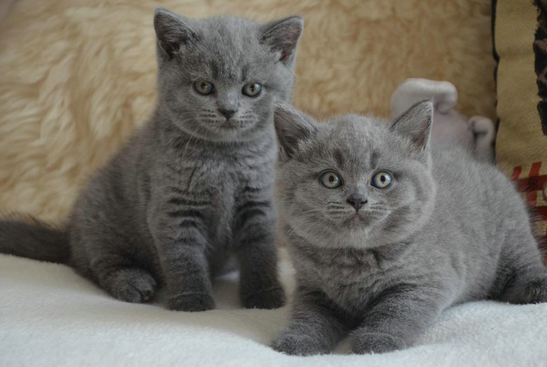 英短公猫贵还是母猫贵？或许这篇文章可以给答案