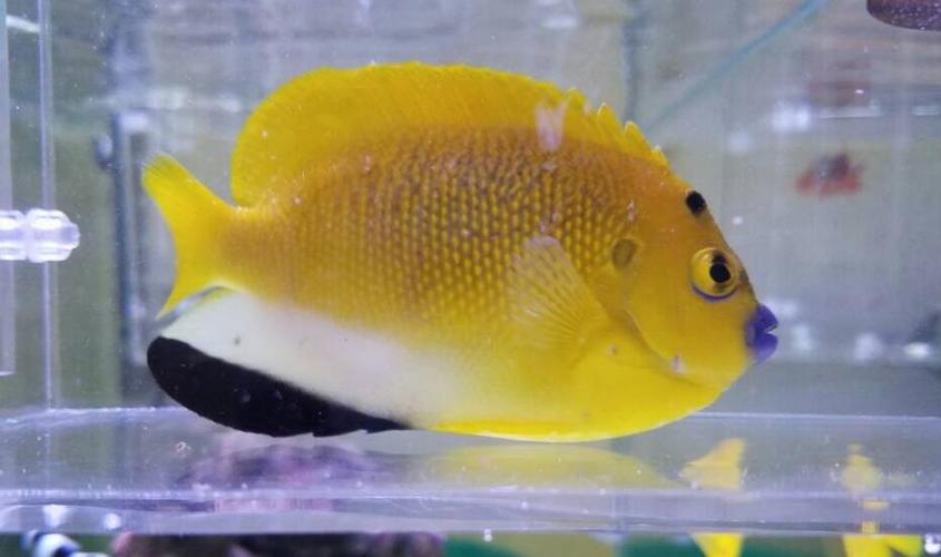 你见过头上长着黄色小斑点的蓝嘴吊吗? 你见过头上长着黄色小斑点的蓝嘴吊吗?