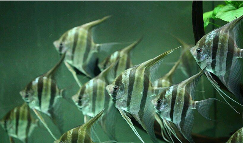 埃及神仙鱼生病了？不要急，快来看看怎么治吧~