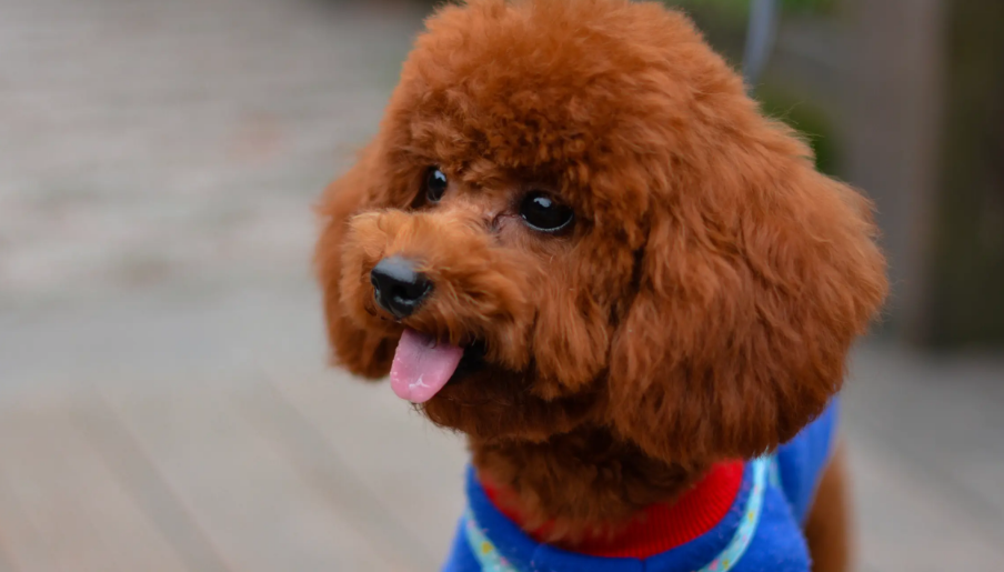 怎么给泰迪剪指甲？有必要学习一下