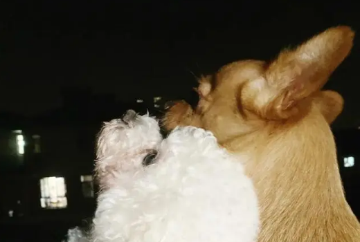 网红狗哈尼是什么品种的狗狗，快来了解一下吧~