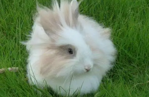 狮子头兔咬人吗？想养的看一看