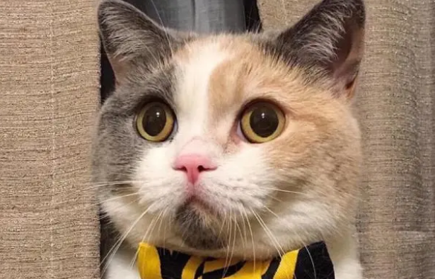 一定要在特殊情况下才能吃营养膏吗？