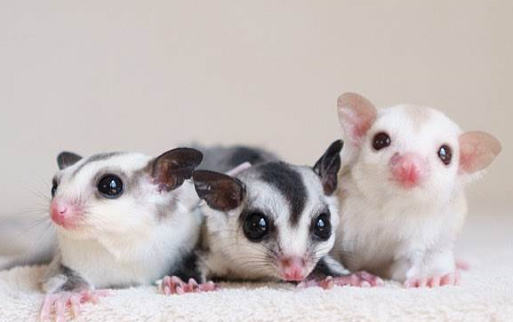 蜜袋鼯特别凶怎么办？这些方法需知~