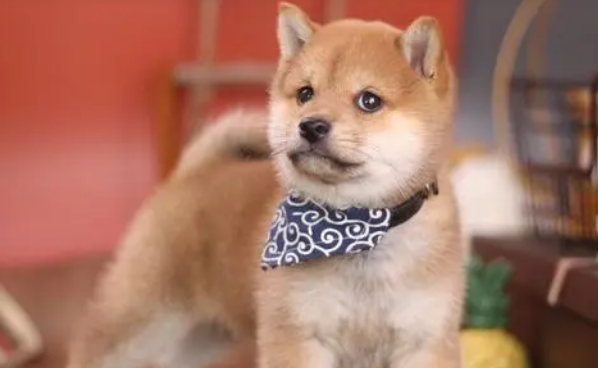 如何辨别是否为正规的犬舍？有哪些标志？