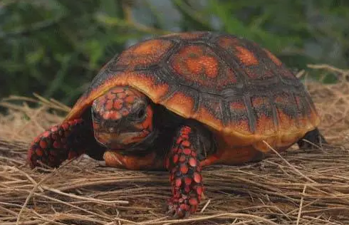 红腿陆龟吃什么当主食？我来告诉你答案！