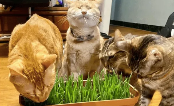 猫不吃猫草咋办？这几种方法可以尝试