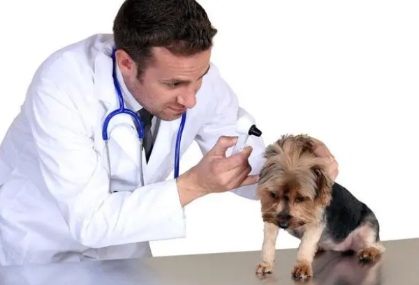 新冠病毒为什么不传染动物？原因是这个