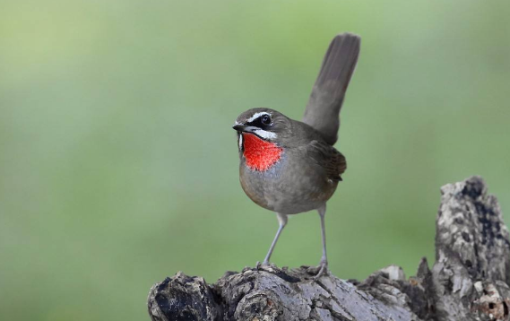 红靛颏鸟什么时候换毛？一文全说清！