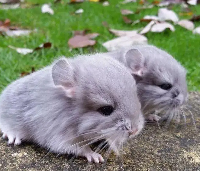 没想到,毛丝鼠的寿命竟然比猫还长! 没想到,毛丝鼠的寿命竟然比猫还长!