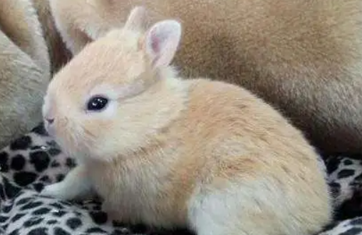 今日科普：如何饲养雷克斯兔？