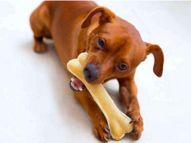 狗啃骨头的好处？说了你别不信