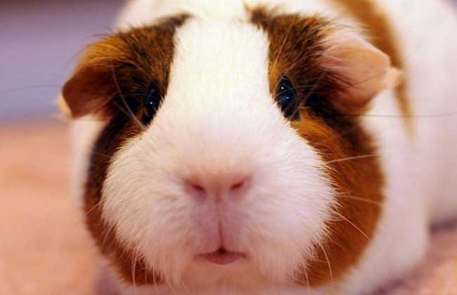 想要了解团鼠会变色吗？这篇文章给你答案