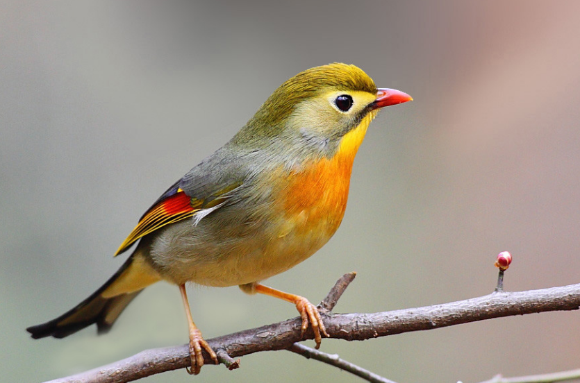 红嘴绿观音会不会说话？说了你别不信