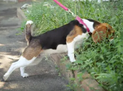 只要选对牵引绳,狗狗不用训也很听话 只要选对牵引绳,狗狗不用训也很听话