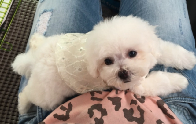 狗狗感冒能吃儿童感冒药吗？不懂别瞎吃，后果你承担不起！