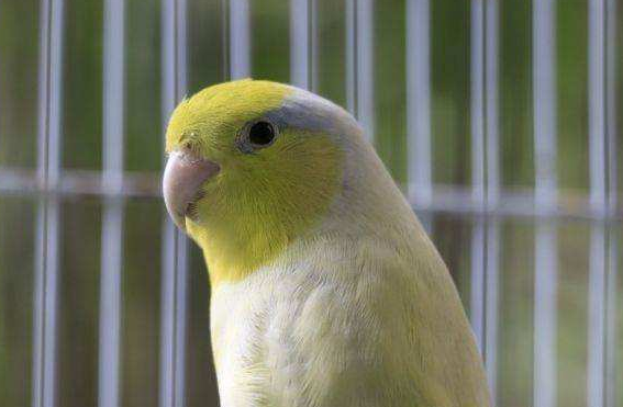 太平洋鹦鹉喜欢吃什么？这篇文章说全了