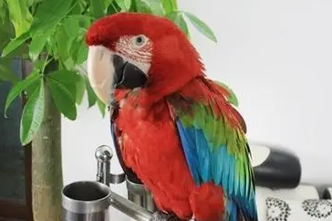 今日科普:绿翅金刚鹦鹉特征是什么? 今日科普:绿翅金刚鹦鹉特征是什么?