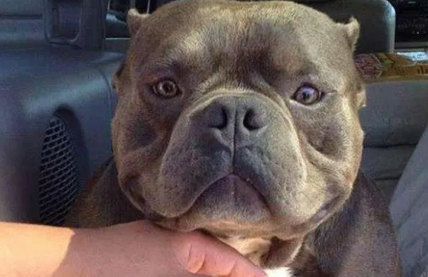 恶霸犬几个月是尴尬期？来看看这篇文章吧