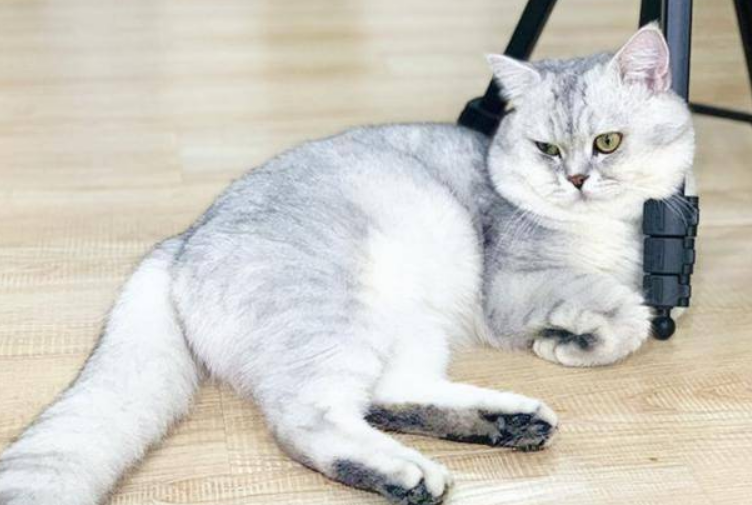 蓝白和银渐层配，可以生出什么样子的小猫？