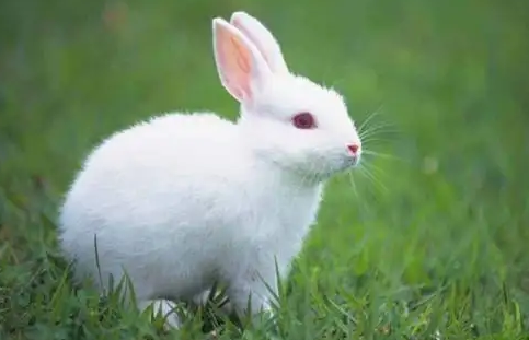 新西兰兔吃什么为主？铲屎官一定要知道
