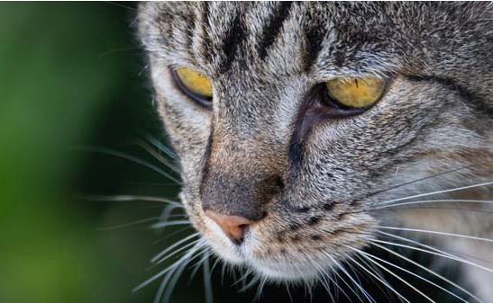 猫和老鼠中汤姆猫是什么品种的猫咪呢？快来了解一下吧~