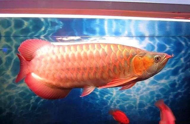 “贵气十足”的橙红龙鱼,你确定不养一条玩玩? “贵气十足”的橙红龙鱼,你确定不养一条玩玩?